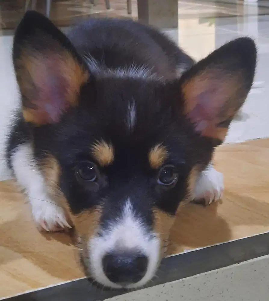 Corgi Betina 3 Bulan