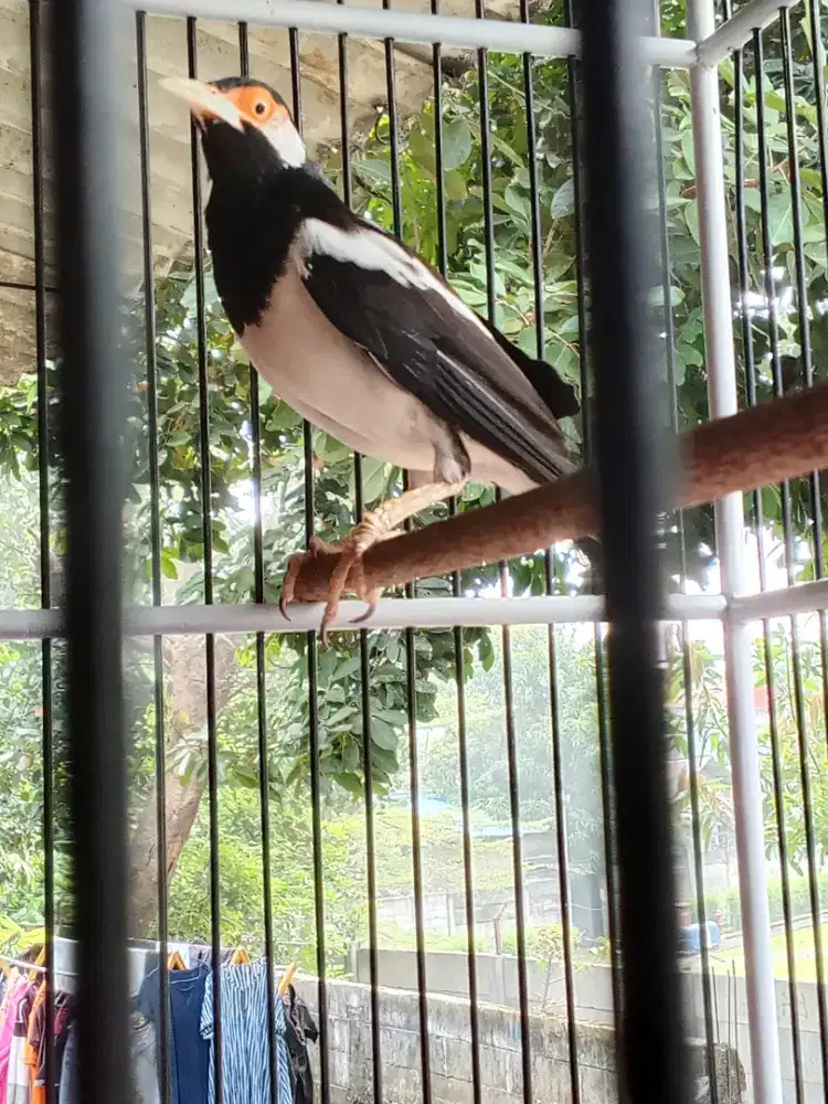 Jalak suren brisik
