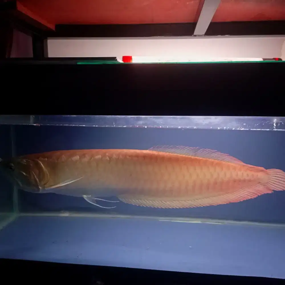 Ikan Arwana silver
