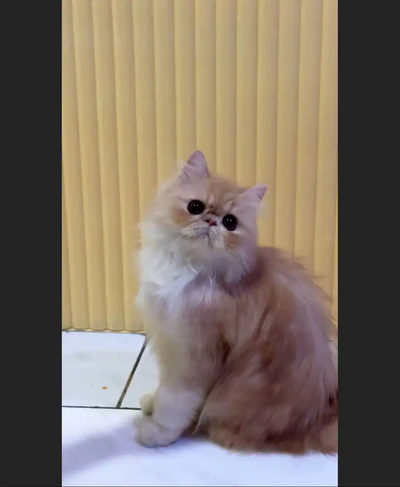 Kucing Peaknose Jantan&Betina Murah