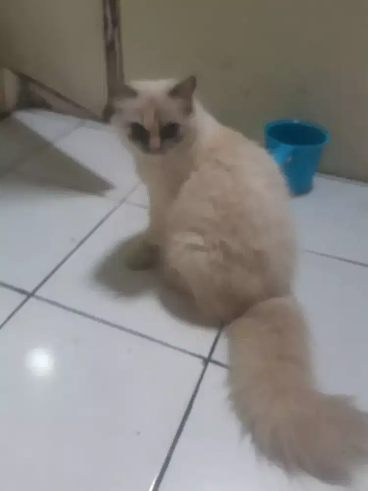Kucing himalaya
