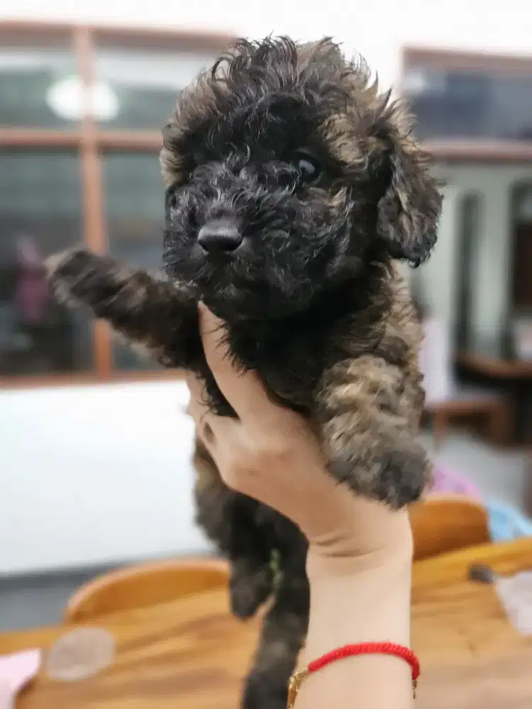 Toy Poodle Brindle