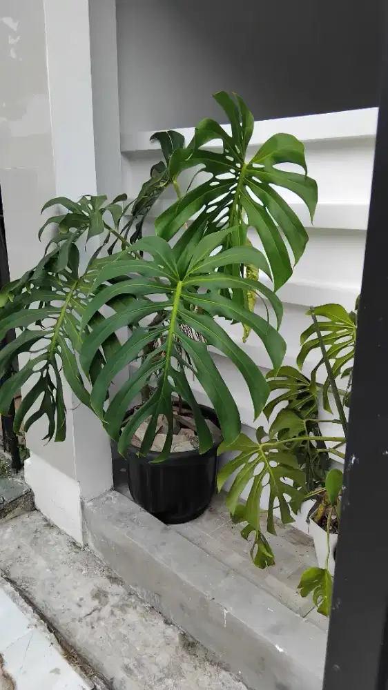 Monstera King Besar