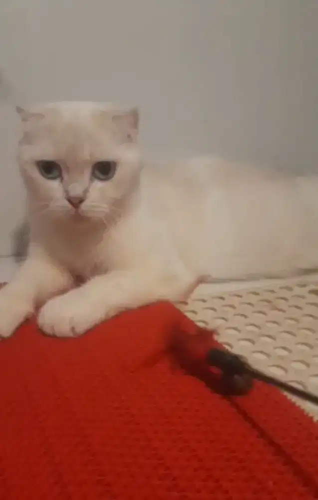 Indukan FOLD MATA BIRU bawa 3anak gaelic
