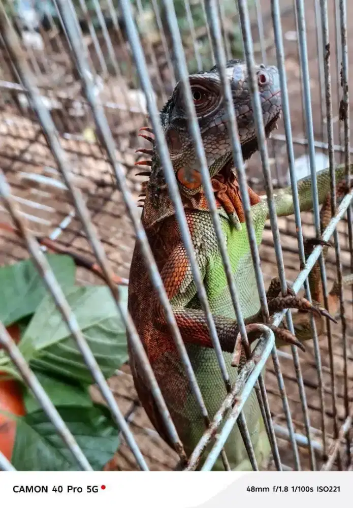Dijual Iguana Red peliharaan