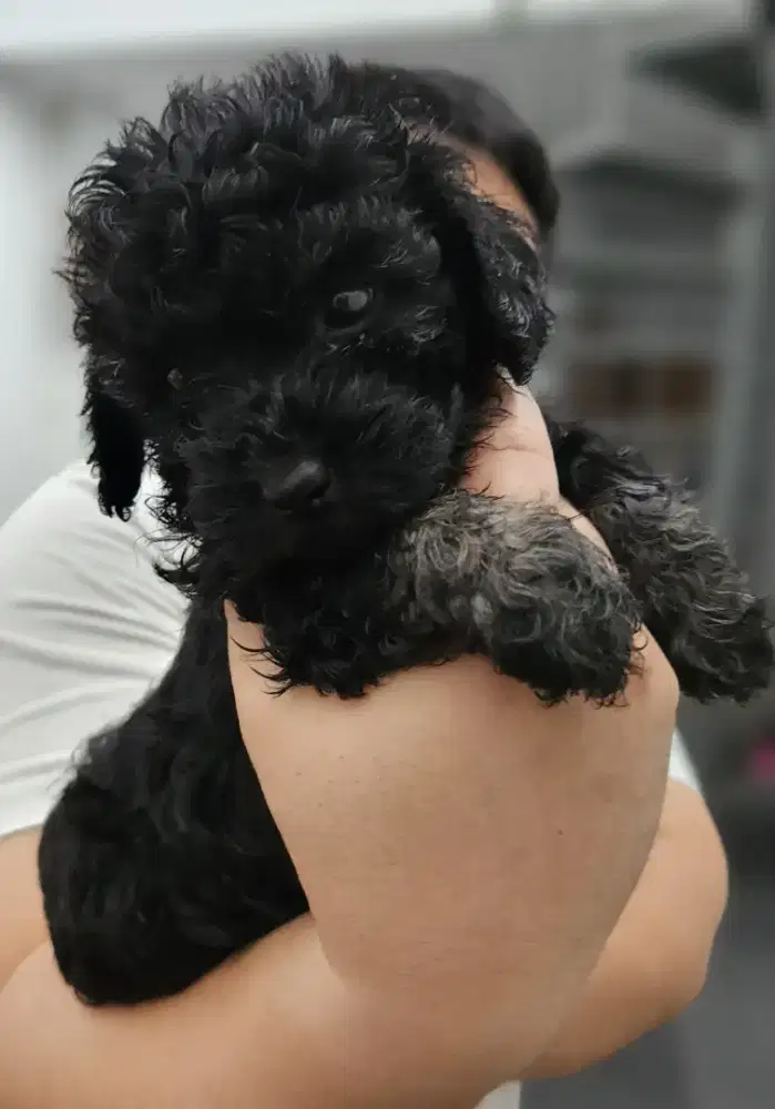 Toy Poodle Silver