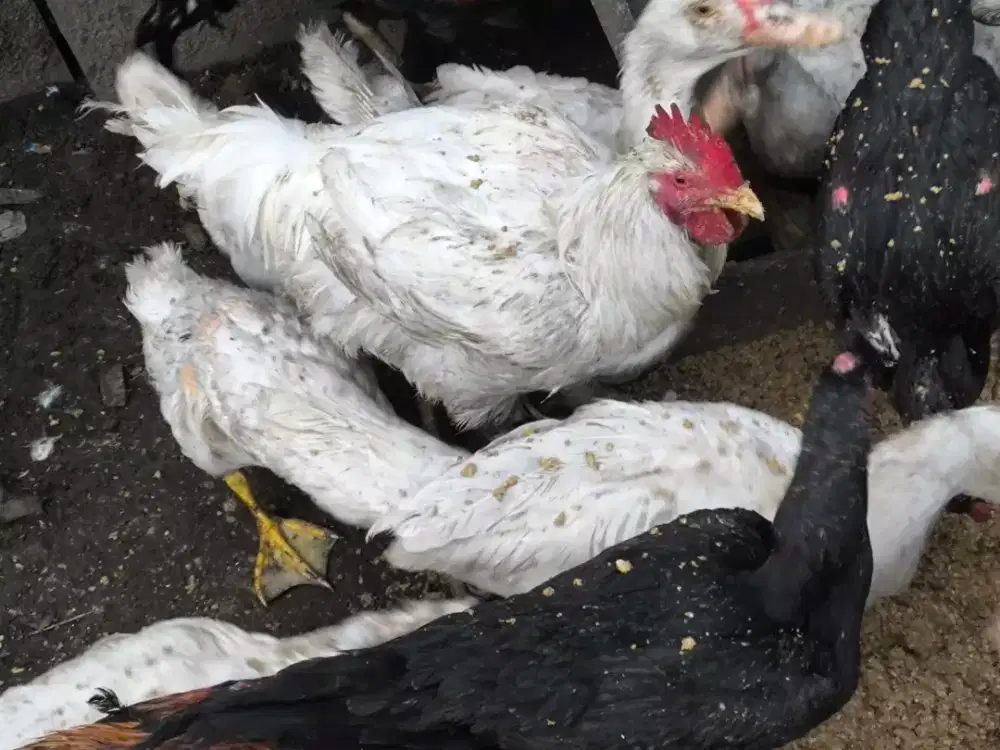 Ayam jantan boiler jumbo gede 5kg