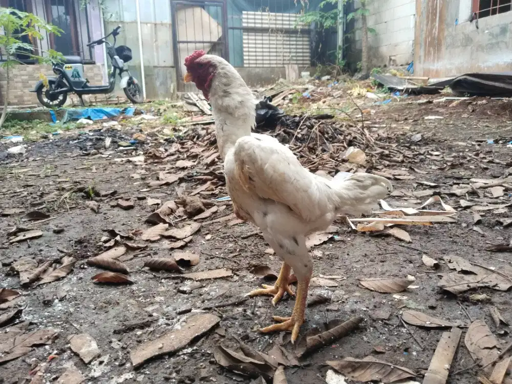 Ayam ko shamo asli warna putih