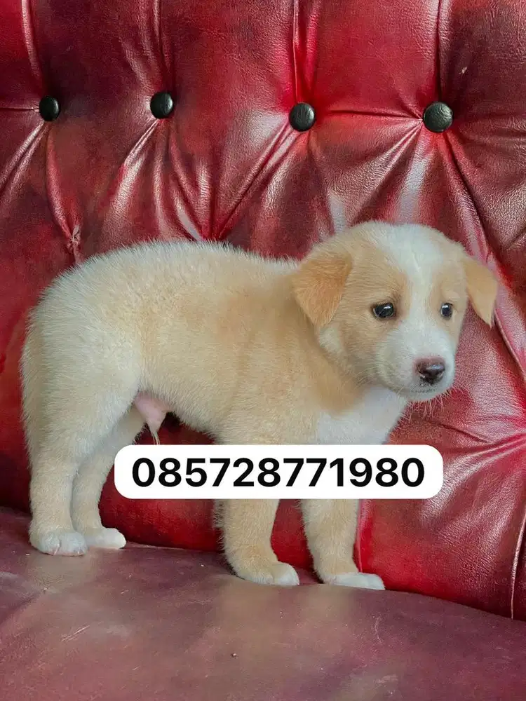 Golden mix husky 1 .5bln