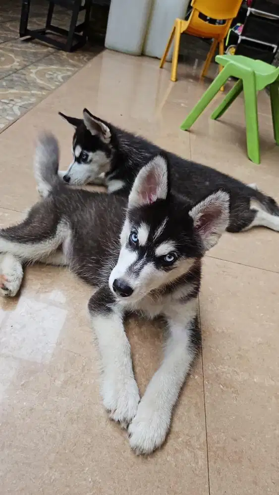 siberian husky betina