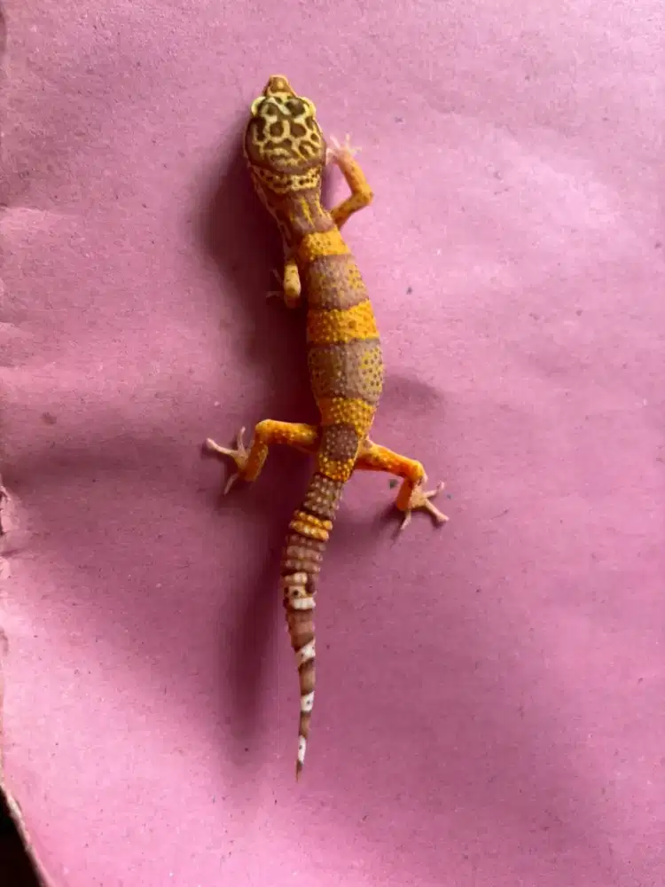 Leopard Gecko Cerah