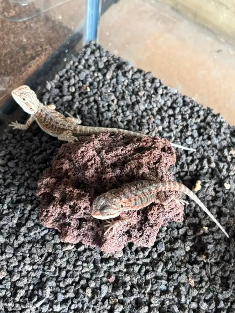 Bearded Dragon cerah