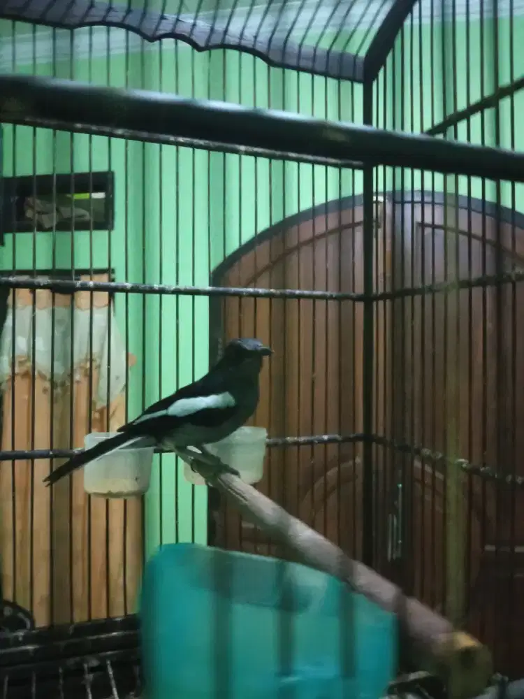 Burung Kacer betina gacor
