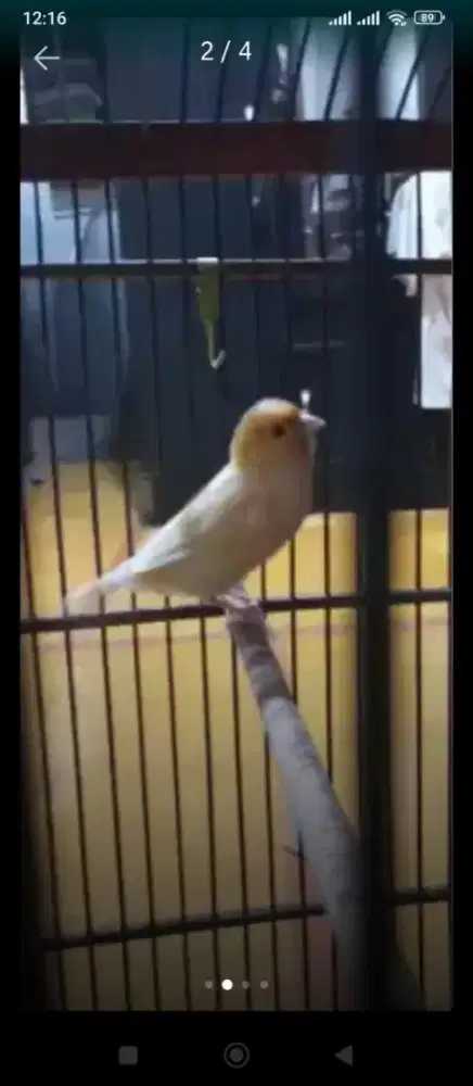Jual burung kenari AF ORANGE