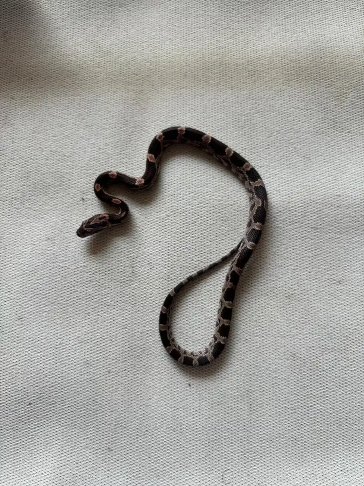 Corn Snake Cerah