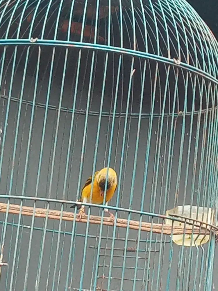 Burung mule BHS