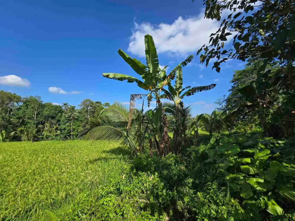 Dijual tanah datar view sawah dan gunung di bali