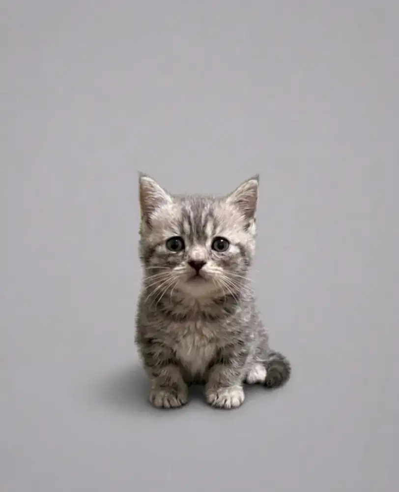 Munchkin BSH Blue Tabby Jantan