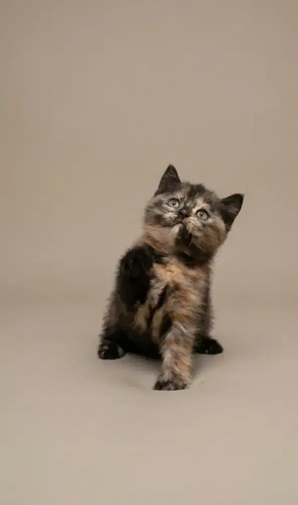 BSH Tortie Female Carier Cinnamon