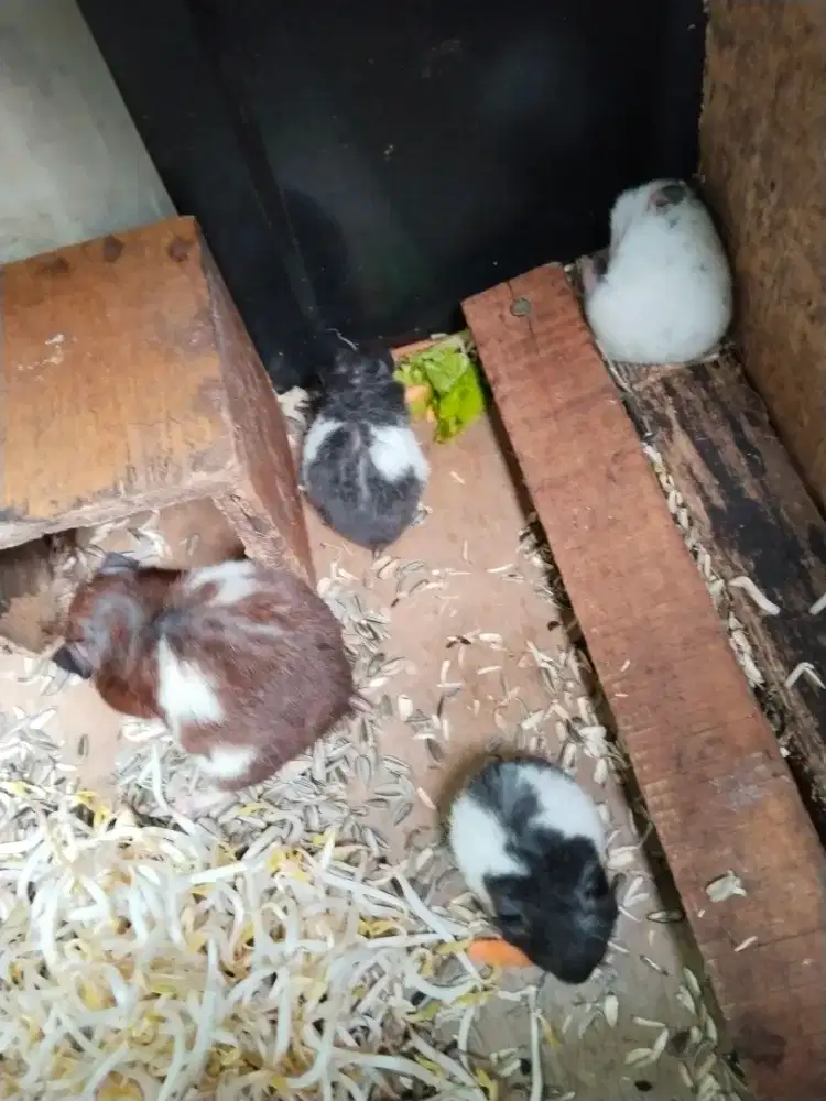 HAMSTER SYIRIAN SEPAKET