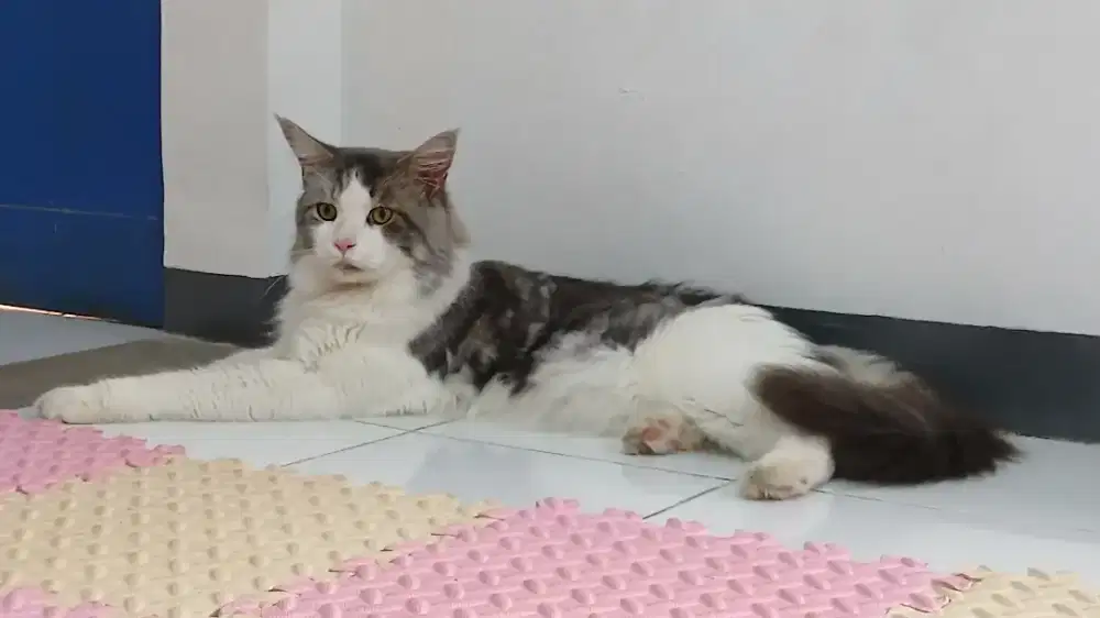 Mainecoon Jantan Silver Classic Tabby Ped CFA
