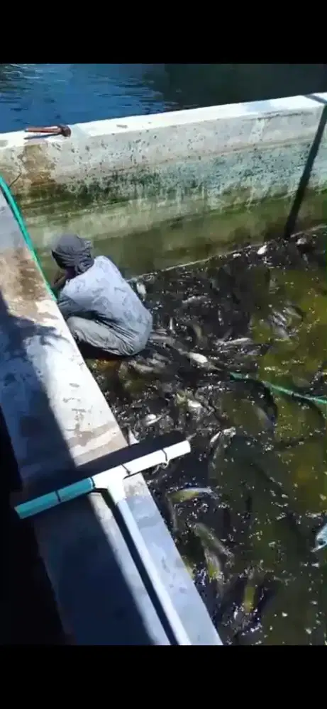 Ikan Patin Segar Hidup