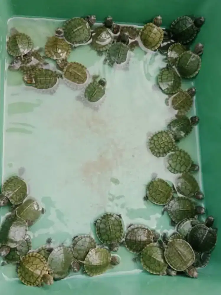 Baby Kura Brazil 3-5cm