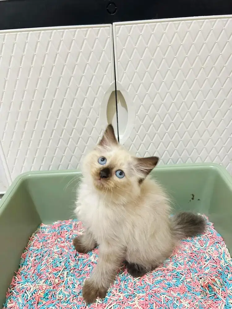 Kucing himalaya