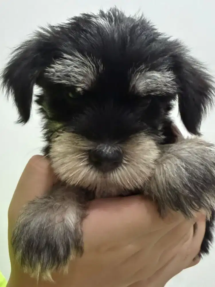 Di jual puppy Morki