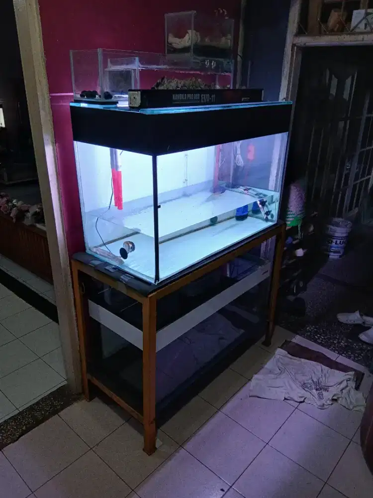 Ikan arwana arowana plus aquarium tank
