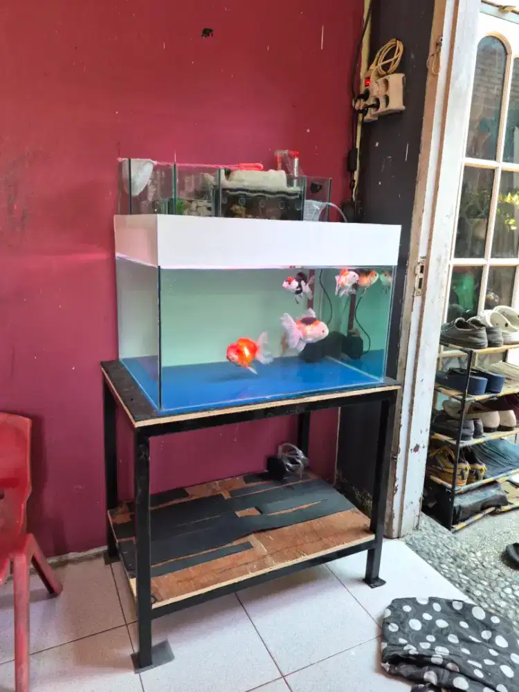 Aquarium tank ikan hias koki panda besar