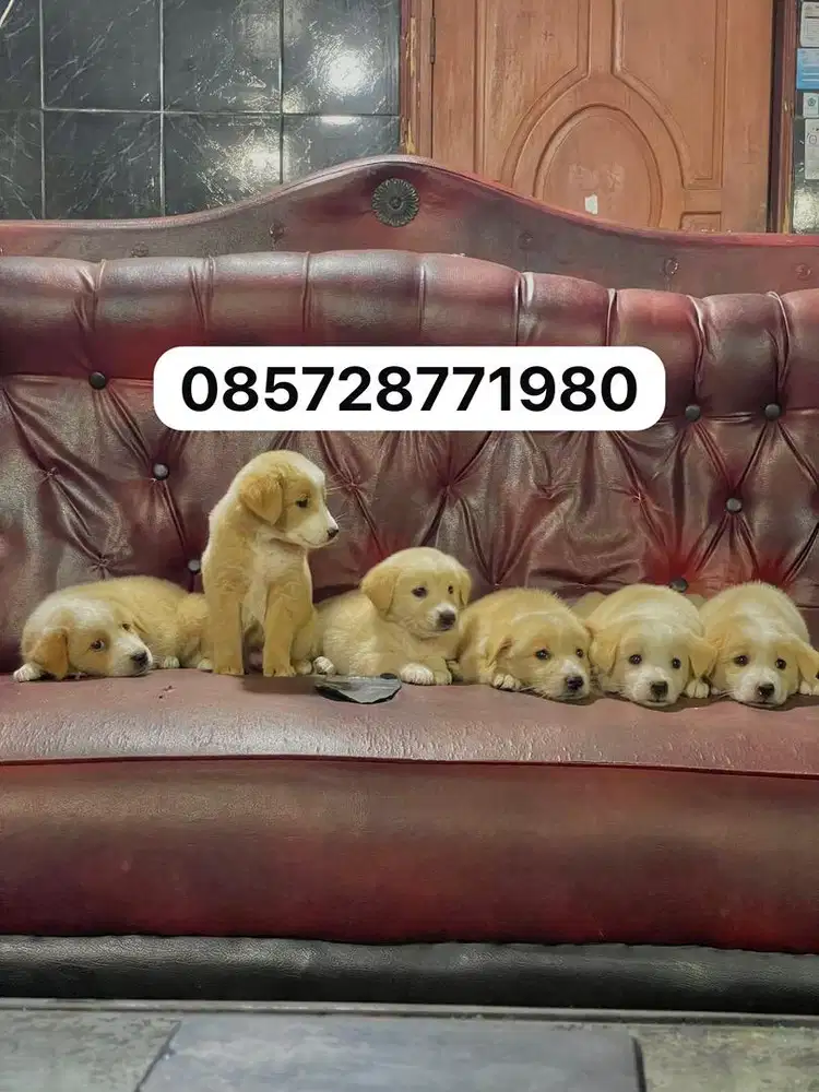 Golden mix husky 1.5bln