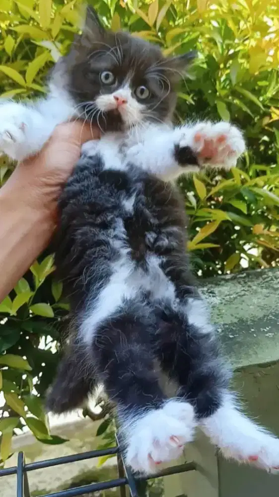Ready kitten persia
