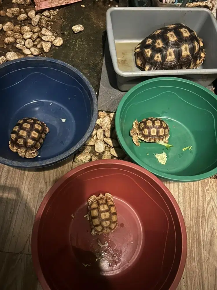Dijual Borongan (All In) 4 Ekor Sulcata Tortoise (Kura-Kura Darat)
