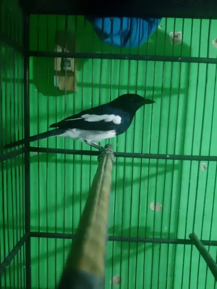 Burung Kacer jinak