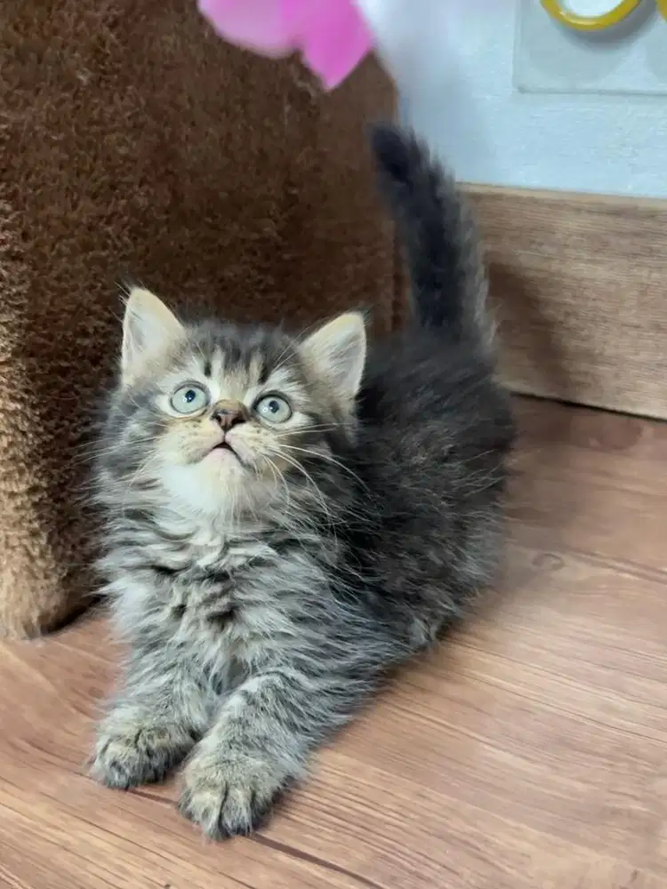 Kitten Kucing Persia