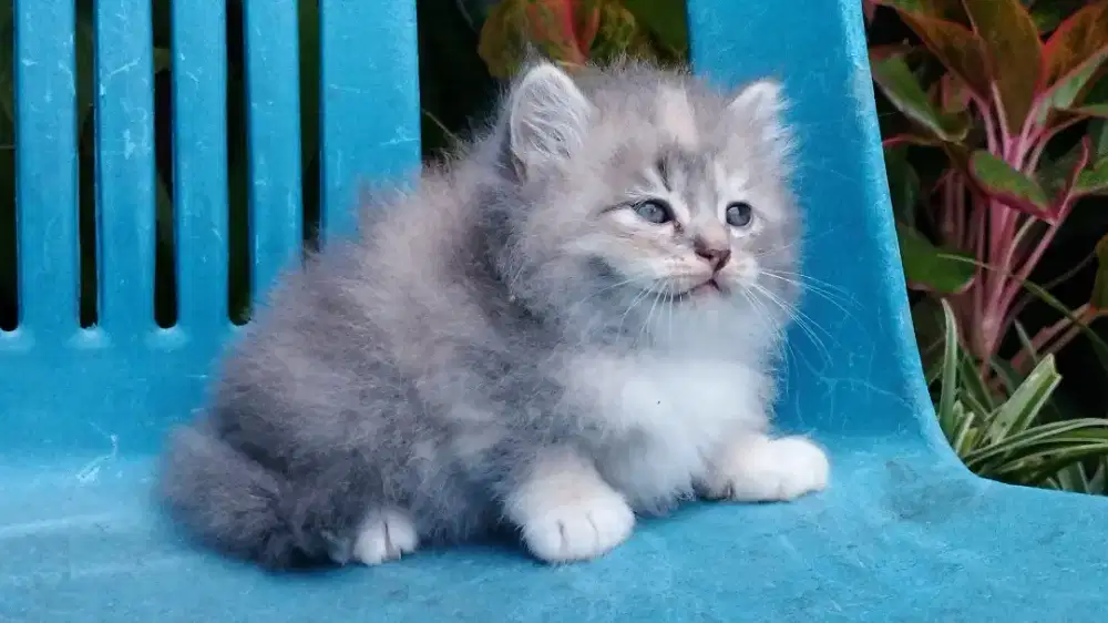 Kucing persia kitten