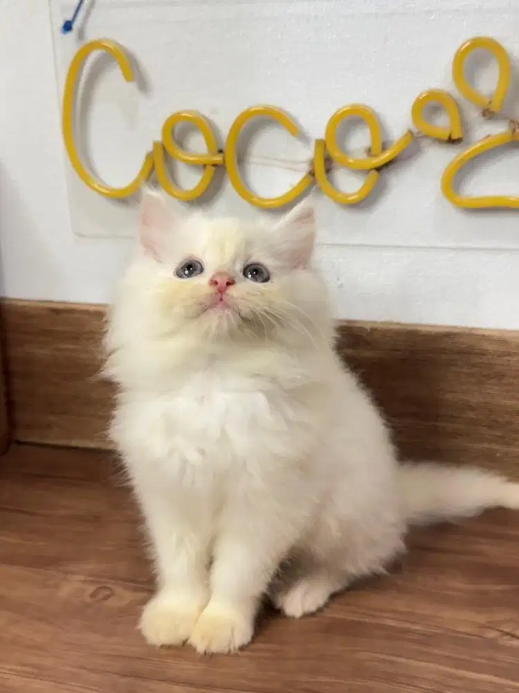 Kitten Kucing Persia