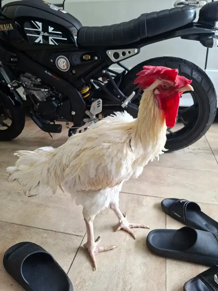 Ayam pelung sepasang