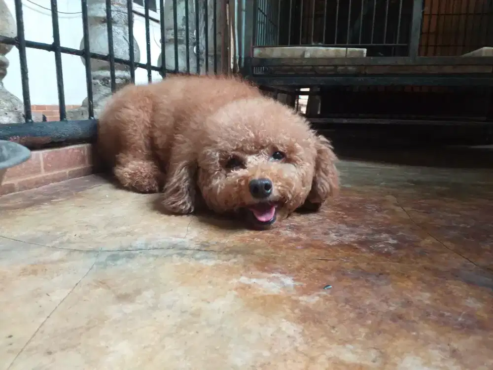 Poodle jantan anakan usia 4 bulan