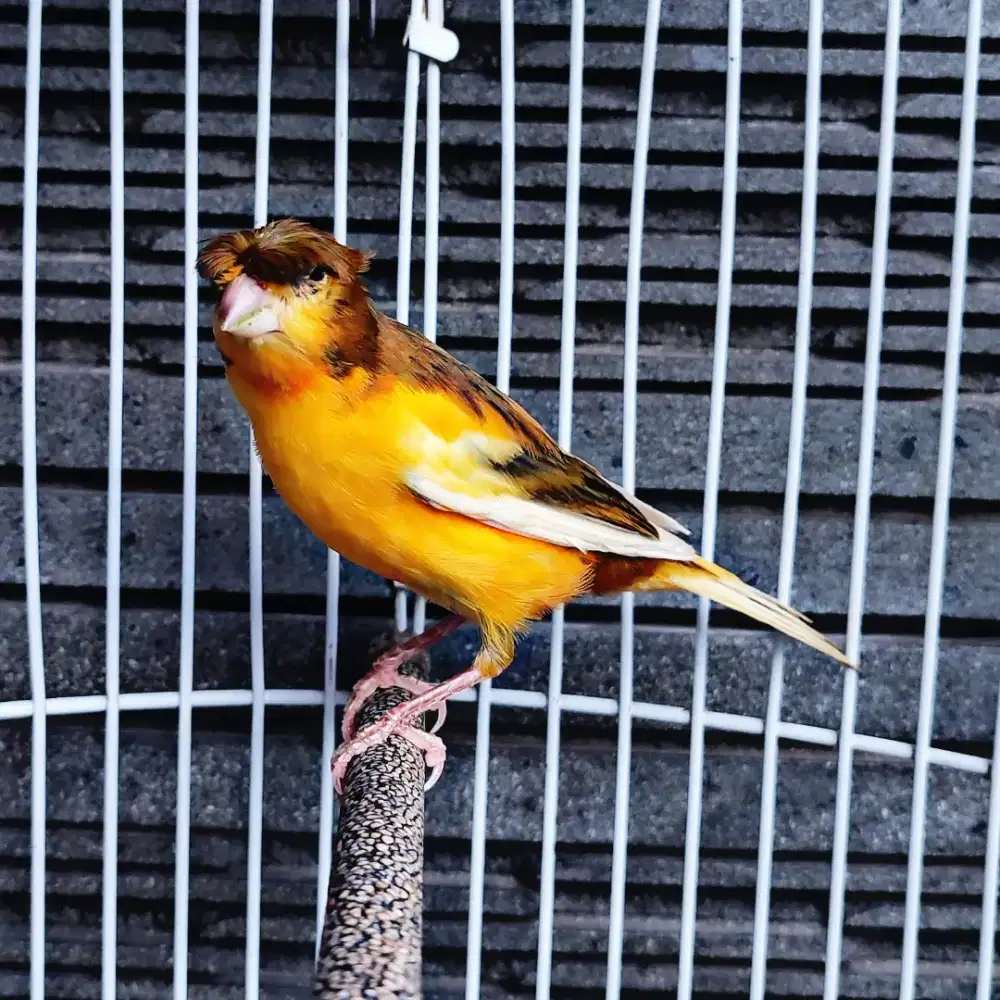 Kenari Jambul/Gloster Bon Orange - Jantan Gacor