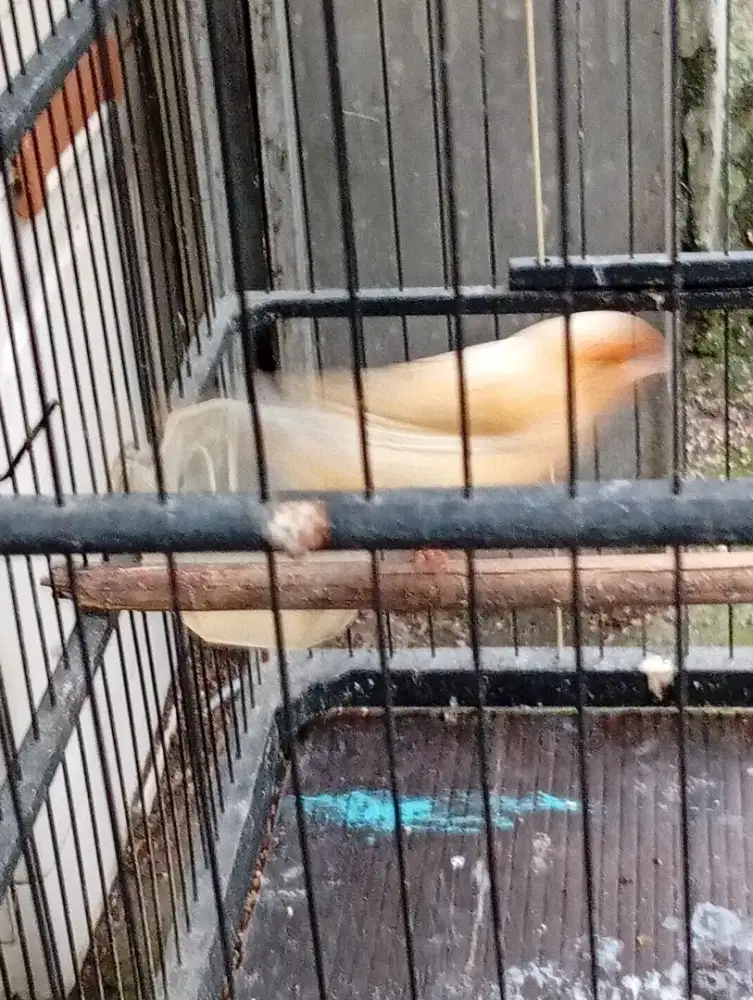 Burung kenari AF cewe an warna cerah siap produksi