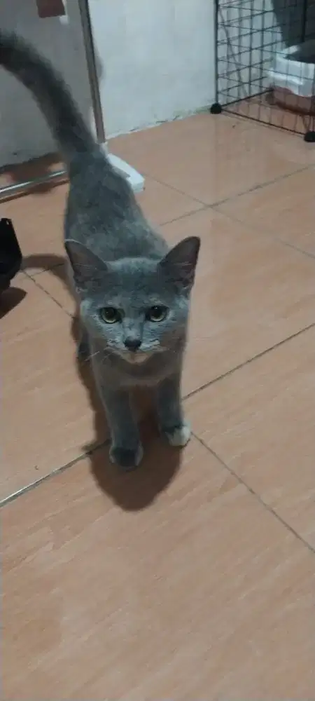 Britsh shorthair NS