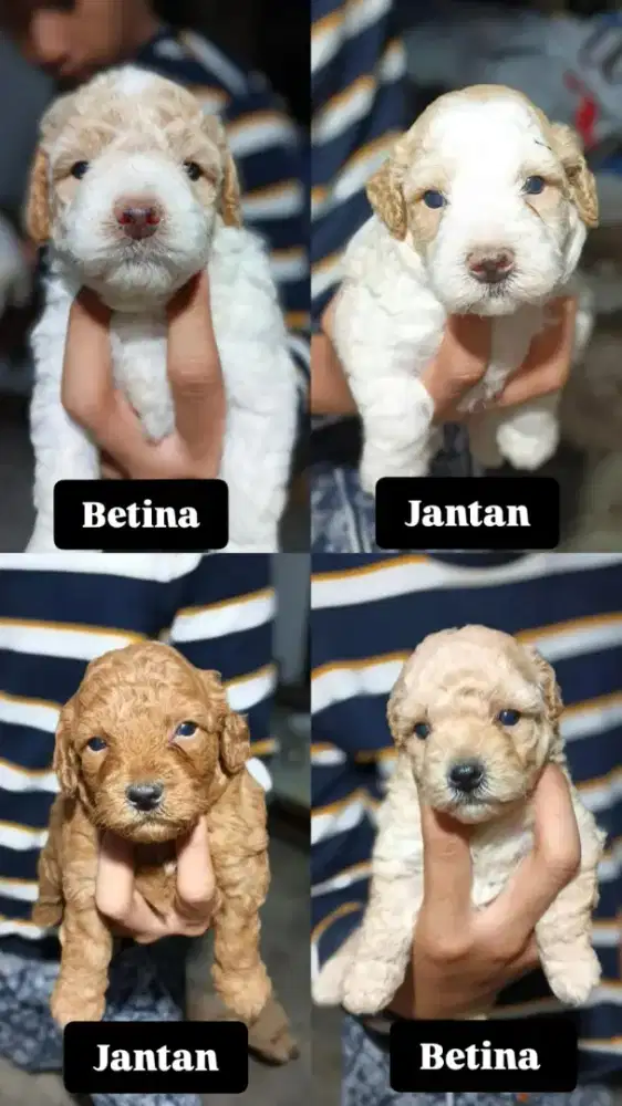 Jual anak anjing Poodle
