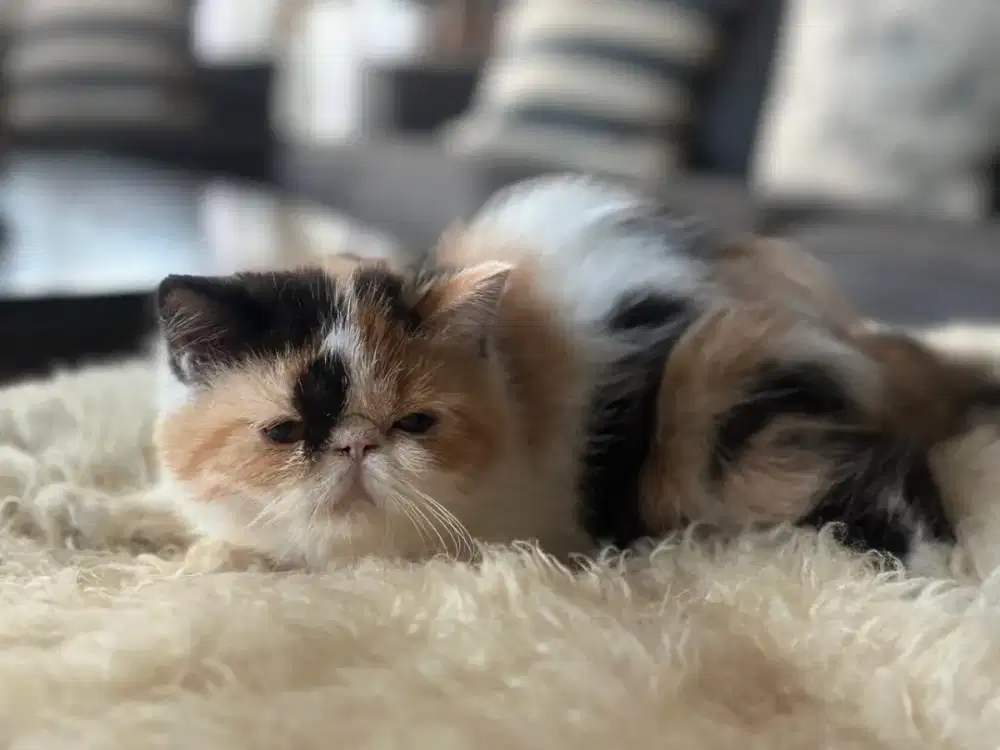 Kitten exo betina peaknose ekstrim