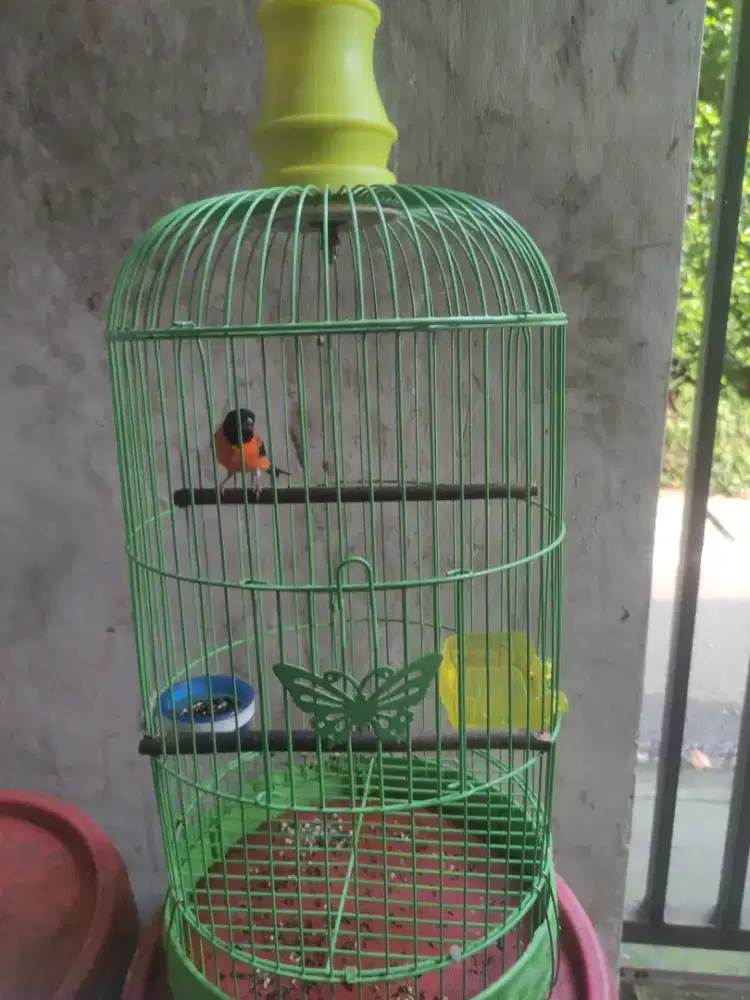 Redsiskin klasik