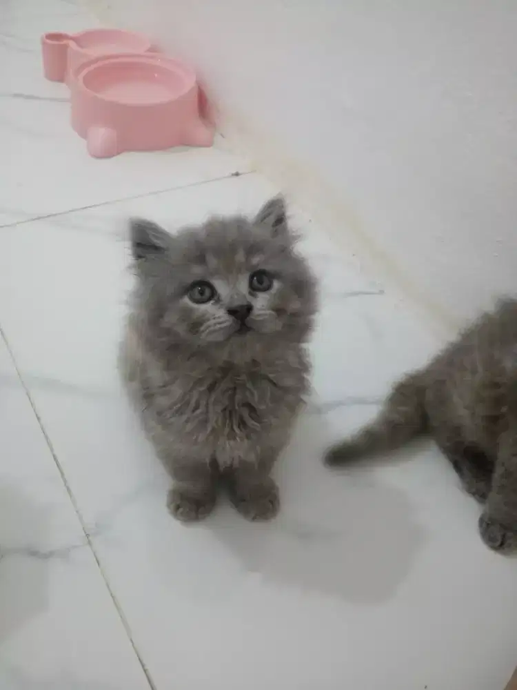 KITTEN PERSIA LONG HAIR