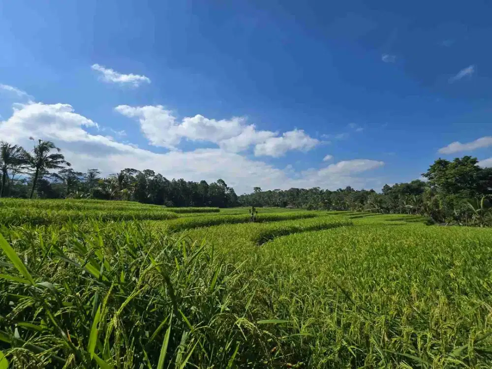 tanah luasan kecil sangat strategis di kawasan wisatasa di tabanan dengan view sawah terasering