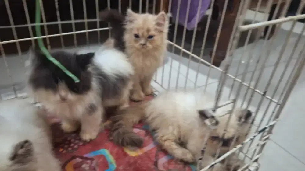 Jual kucing persia peaknose 3 bulan
