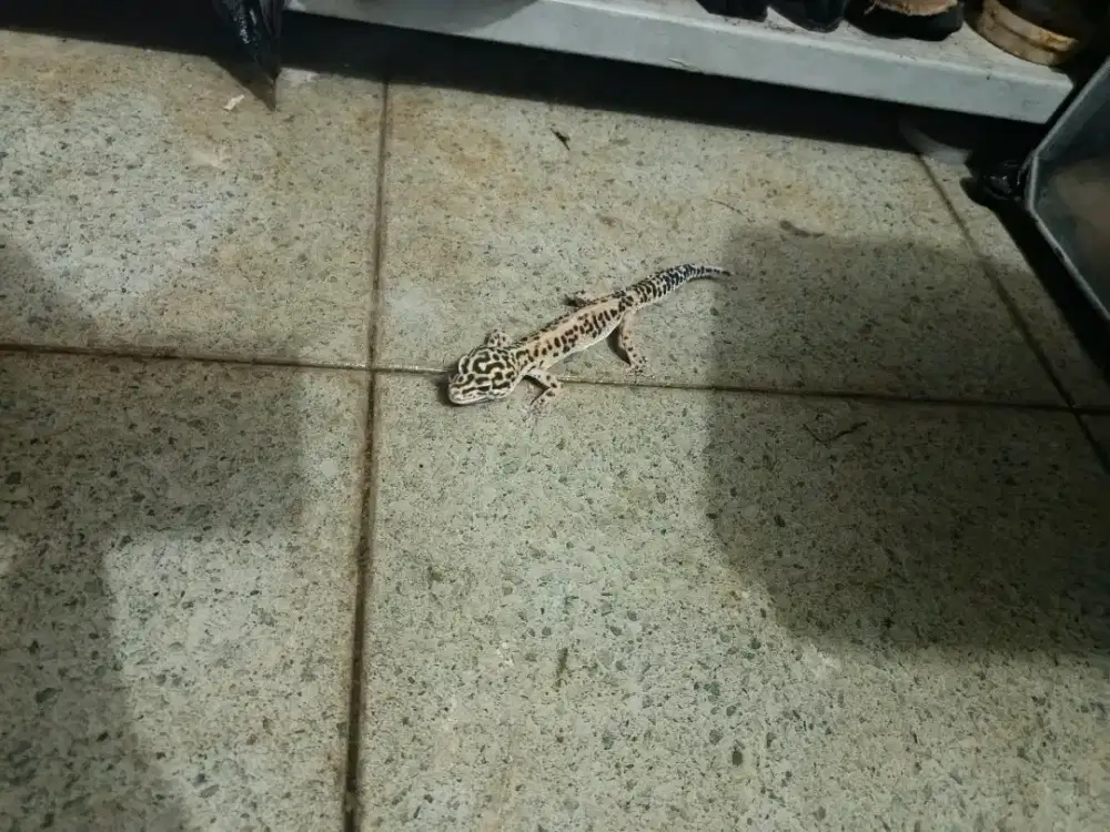 Leopard gecko jantan